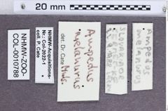 Etikette zu Ampedus melanurus (NHMW-ZOO-COL-0010788)